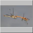 Sympetrum striolatum - Grosse Heidelibelle 00c.jpg